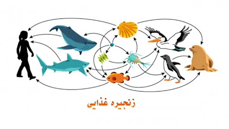 تحقیق در مورد شبکه غذایی — رمزگشایی از روابط غذایی در دل طبیعت 7 تحقیق در مورد شبکه غذایی