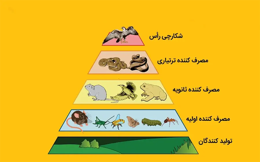 تحقیق در مورد شبکه غذایی — رمزگشایی از روابط غذایی در دل طبیعت 9 تحقیق در مورد شبکه غذایی